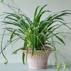 Bergs Daisy Indoor/Outdoor Tabletop Planters