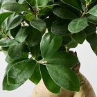 Live Bonsai Plant in Grow Pot