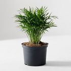 Live Neanthe Bella Palm Plant in Grow Pot