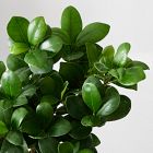 Live Bonsai Plant in Grow Pot