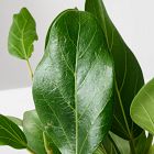 Live Ficus Audrey Plant in Grow Pot
