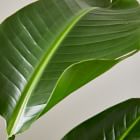 Live Bird Of Paradise Plant w/ Grow Pot
