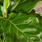 Live Ficus Plant w/ Grow Pot