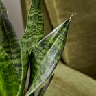 Live Sanseviera Plant w/ Grow Pot - 12"