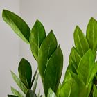Live ZZ Plant w/ Grow Pot - 24&quot;
