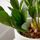 Live ZZ Plant w/ Grow Pot