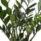 Live ZZ Plant w/ Grow Pot