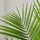 Live Majesty Palm Plant w/ Grow Pot