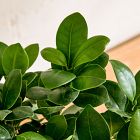 Live Bonsai Plant in Grow Pot
