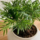 Live Neanthe Bella Palm Plant in Grow Pot