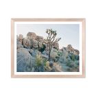 Joshua Tree Framed Print by Morgan Ashley