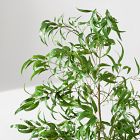 Faux Long Leaf Eucalyptus Potted Plant