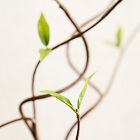 Faux Curvy Willow Branch