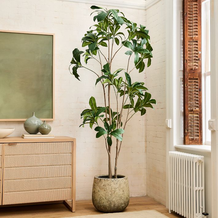 フィカス ベンガレンシス 142cm8号 S-shaped tree form Ficus Microcarpa S shape bonsai supplier,manufacturer