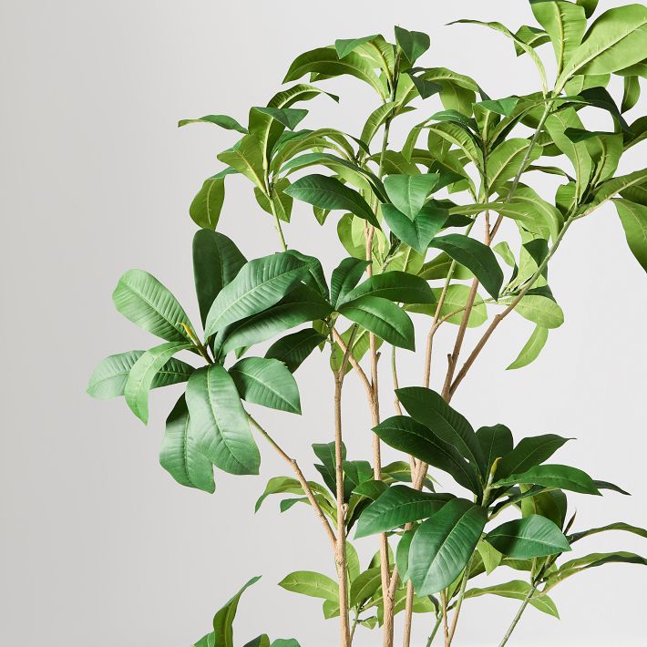 monstera variegata niederlande Monstera deliciosa Variegata albo