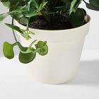 Faux Eucalyptus Potted Plant