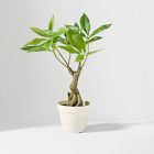 Faux Potted Money Plant