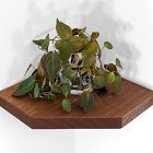 Nook Woodworking Floating Corner Shelf with Straight Edge (12"&ndash;16")