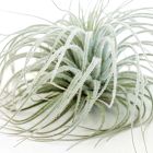 Live Tillandsia Tectorum Air Plant