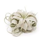 Tillandsia Xerographica Air Plant - Small
