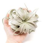 Tillandsia Xerographica Air Plant - Small