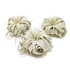 Tillandsia Xerographica Air Plant - Small