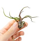 Live Tillandsia Bulbosa Guatemala Air Plants (Set of 5)