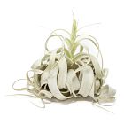 Curly Xerographica Plant - Large