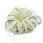 Curly Xerographica Plant - Large