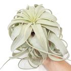 Curly Xerographica Plant - Large