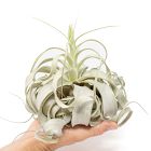 Curly Xerographica Plant - Large