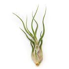 Twisting Green Tillandsia (Set of 5)
