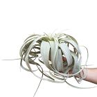 Tillandsia Xerographica - Jumbo