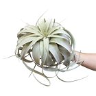 Tillandsia Xerographica - Jumbo