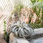Live Tillandsia Xerographica Air Plants &amp; Xerographica Seedling Pack