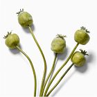 Faux Poppy Pods Stem Bundle
