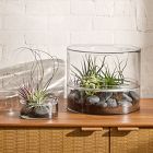 Live Tillandsia Xerographica Air Plants &amp; Xerographica Seedling Pack