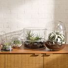 Twisting Green Tillandsia (Set of 5)