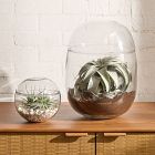 Curly Xerographica Plant - Large