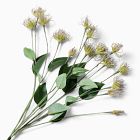 Clematis Pods Bundle