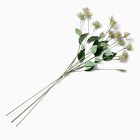 Clematis Pods Bundle