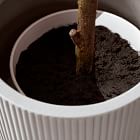 Faux Potted Olive Tree