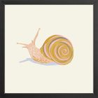 Snail Framed Wall Art by Sally Murphy Design