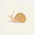Snail Framed Wall Art by Sally Murphy Design