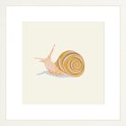 Snail Framed Wall Art by Sally Murphy Design
