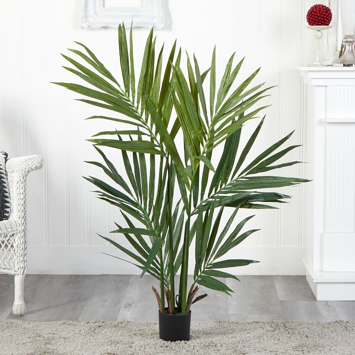 brazilian wood plant deutsch Brazilian Lucky Wood Big Size (Dracaena Massangeana) Corn – Plant main image 1