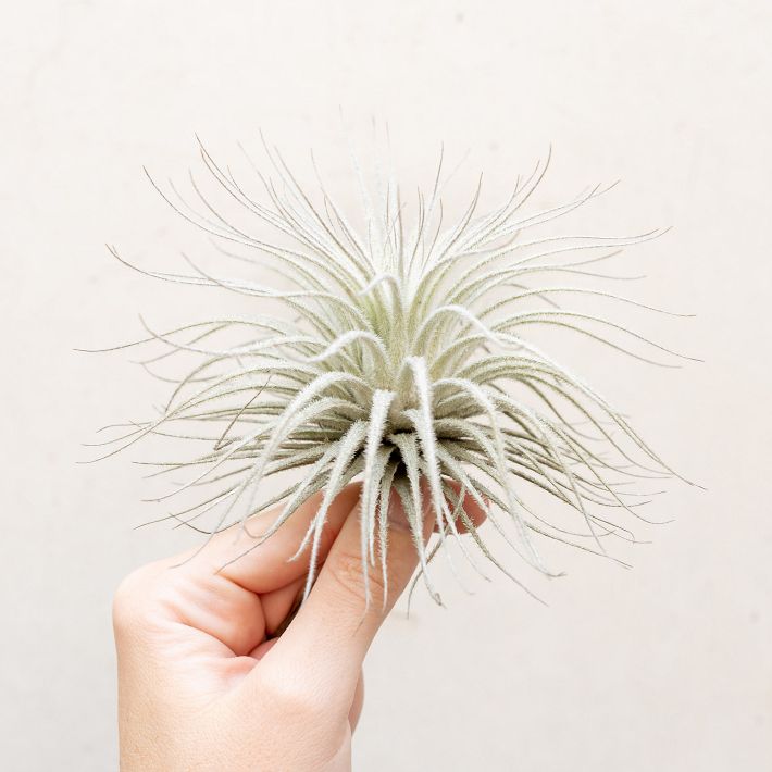 Live Tillandsia Tectorum Air Plant | West Elm
