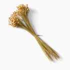 Dried Hill Flower Stems