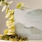 Terra Homescent Collection - Seagrass Mist