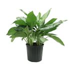 Live Aglaonema Plant w/ Grow Pot - 24"